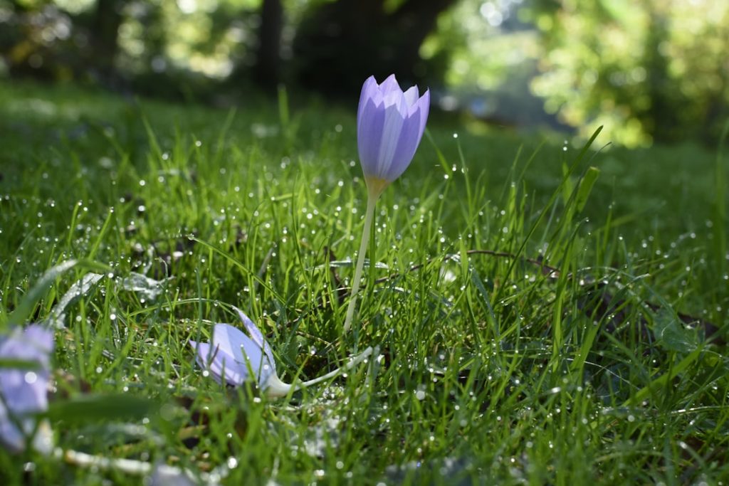 entdecken sie die schönheit der herbst-krokusse, farbenfrohe blumen, die den garten im spätsommer und herbst mit lebendigen farben erblühen lassen.