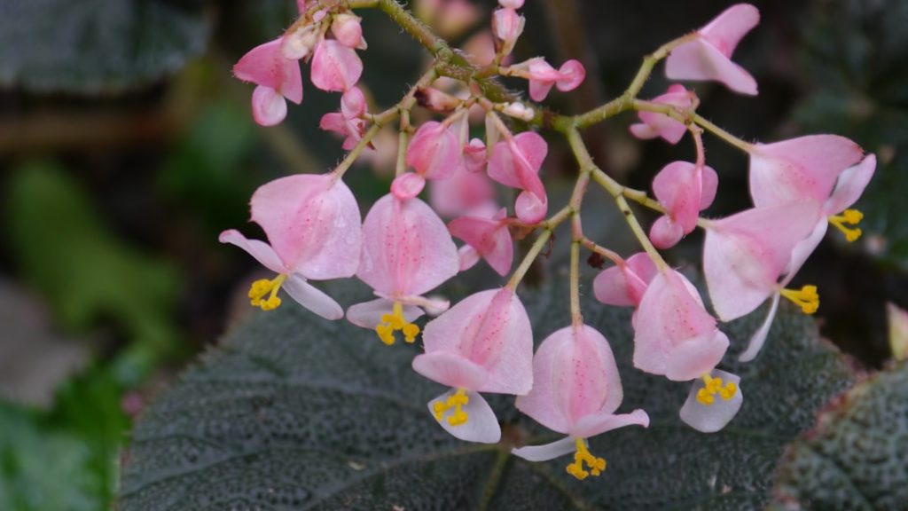 pflegehinweise für begonien: erfahren sie, wie sie ihre begonien richtig gießen, düngen und pflegen, um gesundes wachstum und schöne blüten zu fördern.