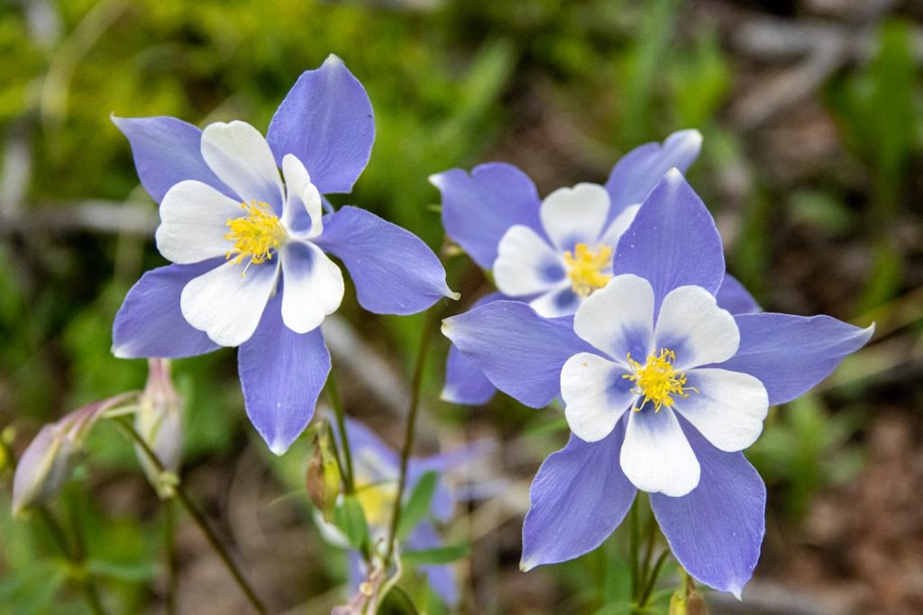 entdecken sie die columbine, eine faszinierende pflanze mit einzigartigen blüten. ideal für gartenliebhaber und naturliebhaber, bietet sie schönheit und vielfalt in jedem garten.