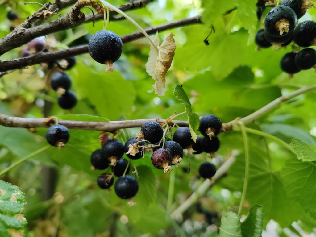 entdecken sie die vielfältigen vorteile und verwendungsmöglichkeiten von johannisbeeren – lecker, gesund und vielseitig in der küche einsetzbar.