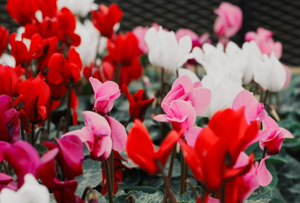 entdecken sie die schönheit und pflege des alpenveilchens (cyclamen), eine beliebte zimmerpflanze mit einzigartigen, farbenfrohen blüten.