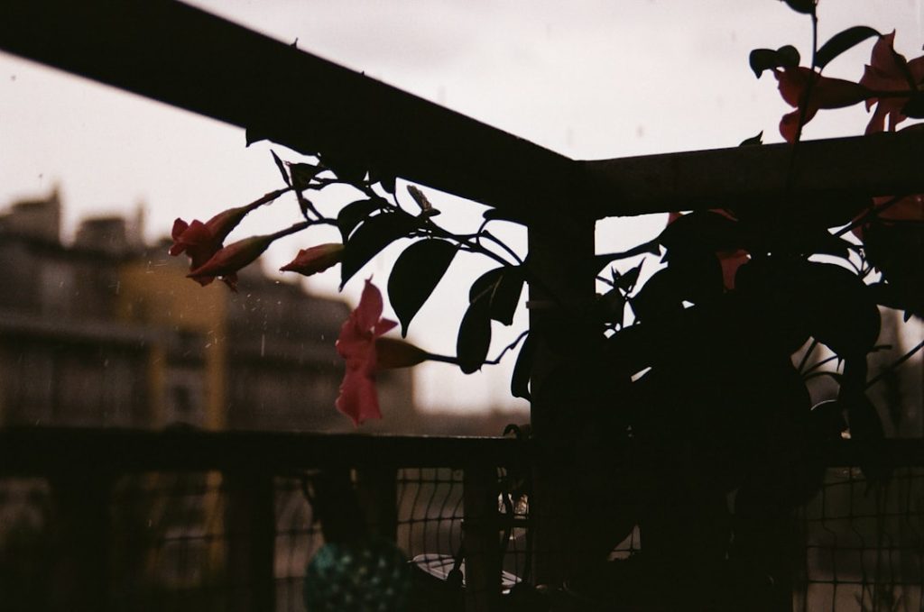 erfahren sie, wie sie ihre dipladenia richtig pflegen, um gesundes wachstum und schöne blüten zu fördern. tipps zur bewässerung, lichtverhältnissen und düngung.