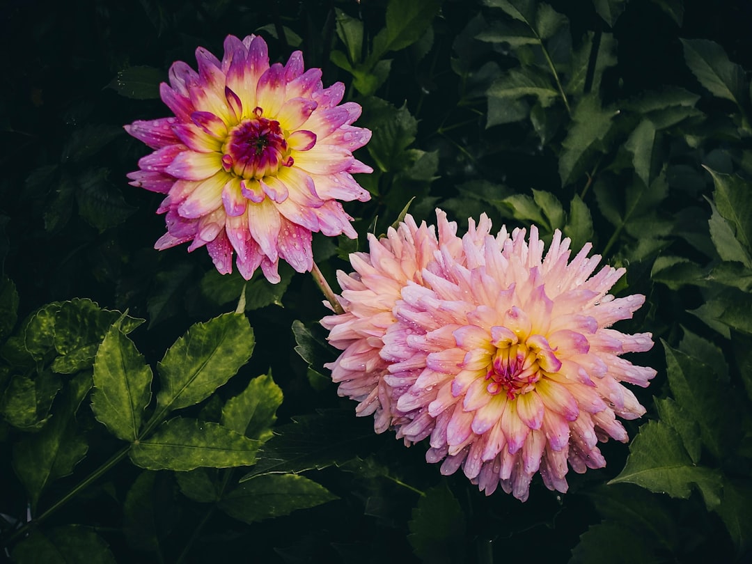 entdecken sie gladiolen – elegante sommerblumen mit auffälligen, farbenfrohen blüten, ideal für gärten und blumenarrangements.