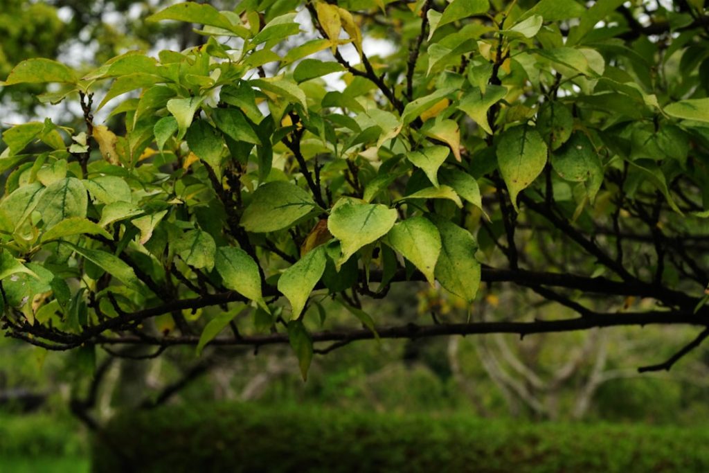 erfahren sie, wie sie hortensien richtig schneiden, um gesundes wachstum und prächtige blüten zu fördern. tipps zur besten schnittzeit und technik.