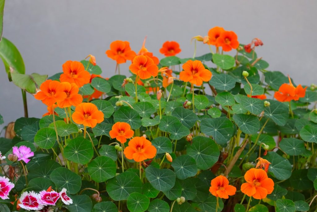 entdecken sie die schönheit und vielfältigkeit der kapuzinerkresse (nasturtium) – eine farbenfrohe pflanze, die sowohl im garten als auch in der küche begeistert.
