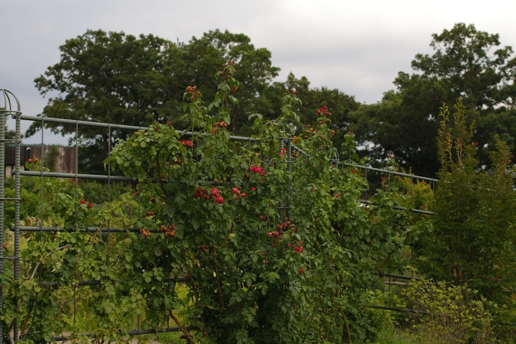 erfahren sie alles über den anbau von himbeeren: tipps zur pflanzung, pflege und ernte für gesunde und schmackhafte früchte.
