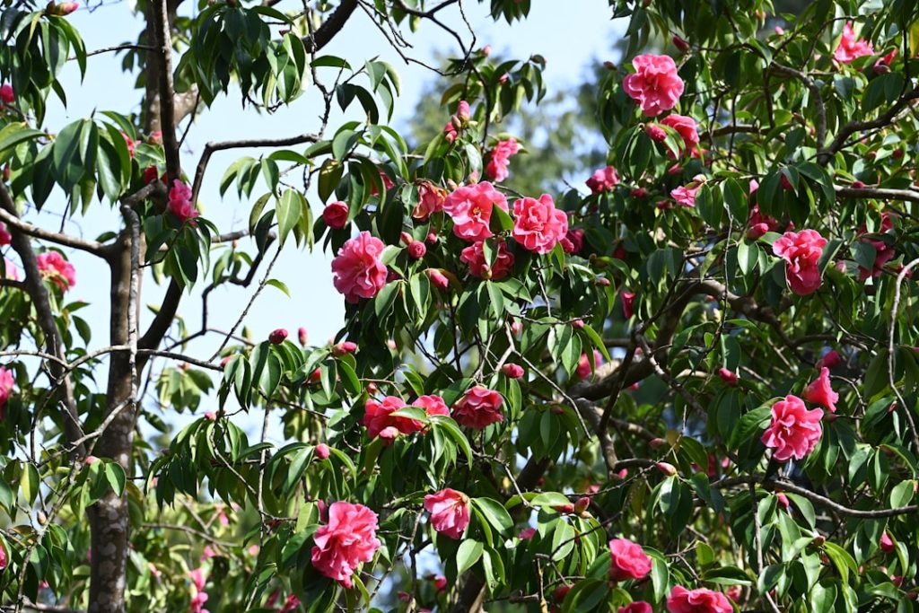 erfahren sie, wie sie rhododendren richtig pflanzen und pflegen, um gesunde und blühfreudige pflanzen in ihrem garten zu gewährleisten.