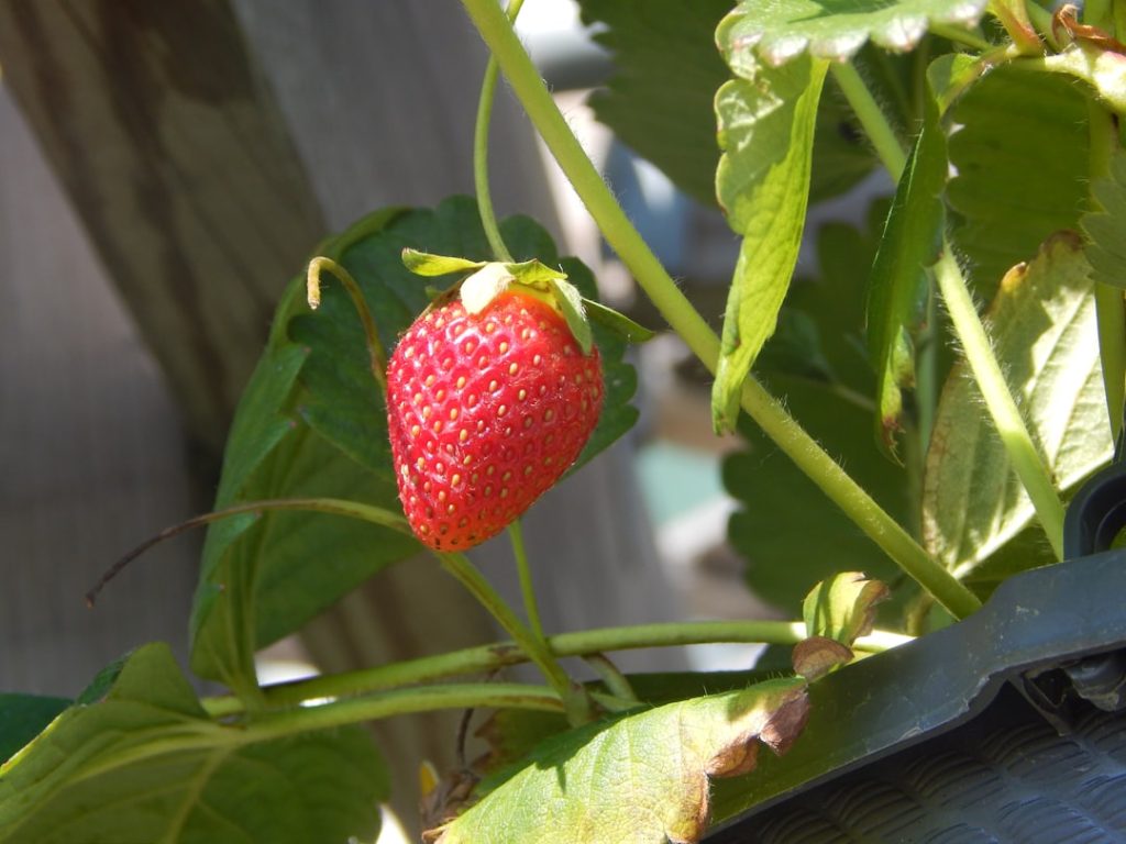 erfahren sie alles über das pflanzen von erdbeeren: tipps zur auswahl des standorts, vorbereitung des bodens und pflege für eine reiche ernte.