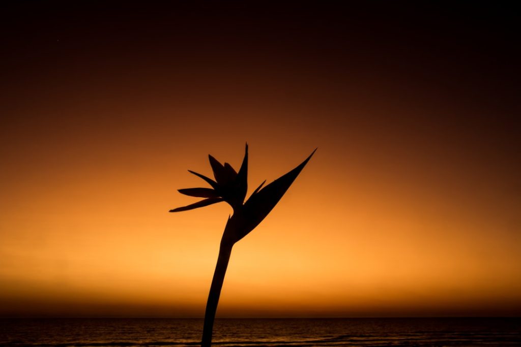 entdecken sie die strelitzia, auch bekannt als paradiesvogelblume, eine exotische pflanze mit auffälligen, farbenfrohen blüten, die jedem garten oder innenraum eine tropische atmosphäre verleiht.