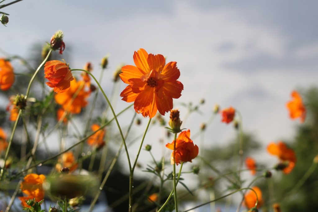 entdecken sie die schönheit der sommerblumen mit lebendigen farben und zarten düften, die jeden garten und balkon zum blühen bringen.