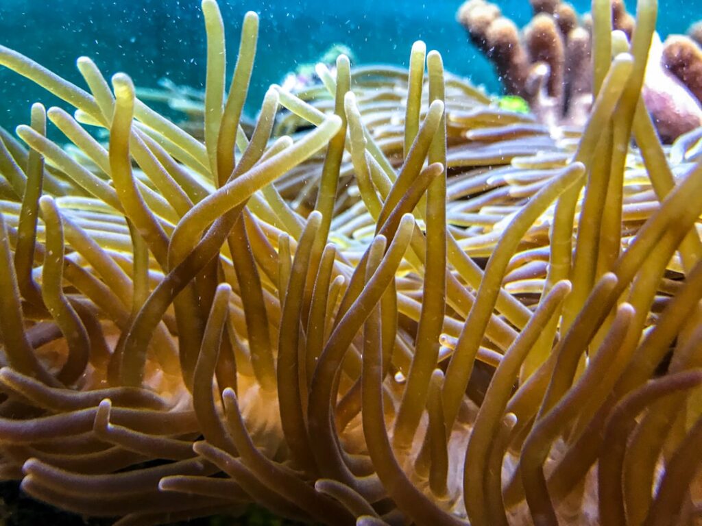 entdecken sie die faszinierende welt der anemonen – wunderschöne meerestiere und zarte blüten, die in gärten und unterwasserlandschaften gleichermaßen begeistern.