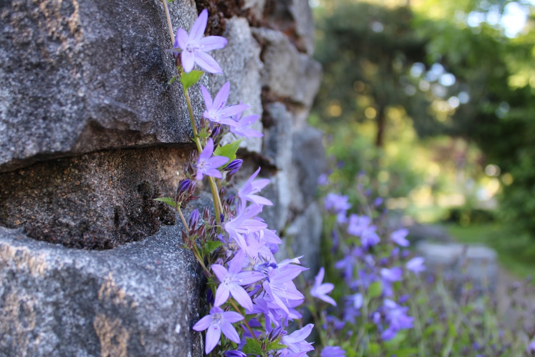 entdecken sie die schönheit der glockenblume (bellflower) mit ihrer zarten, glockenförmigen blüte – ein symbol für anmut und eleganz in ihrem garten.