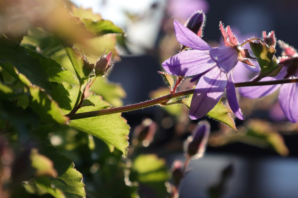 bellflower ist eine zarte blume, die für ihre schönen, glockenförmigen blüten bekannt ist und oft in gärten und landschaften als attraktive zierpflanze verwendet wird.