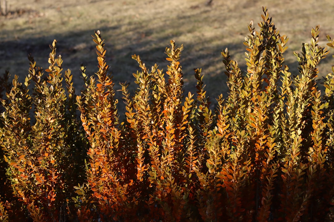 effektive methoden zur bekämpfung des buchsbaumzünslerbefalls – tipps und strategien für den schutz ihrer buchsbäume.