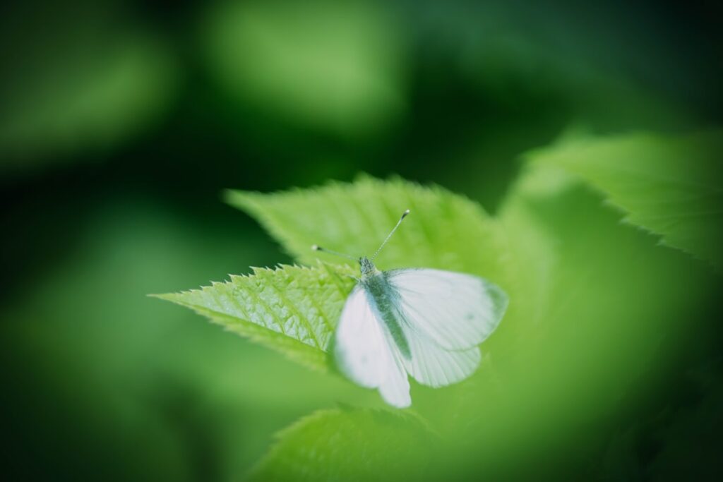 der kohlweißling ist ein häufig anzutreffender schmetterling mit weißen flügeln und schwarzen flecken, der oft in gärten und auf feldern zu sehen ist.