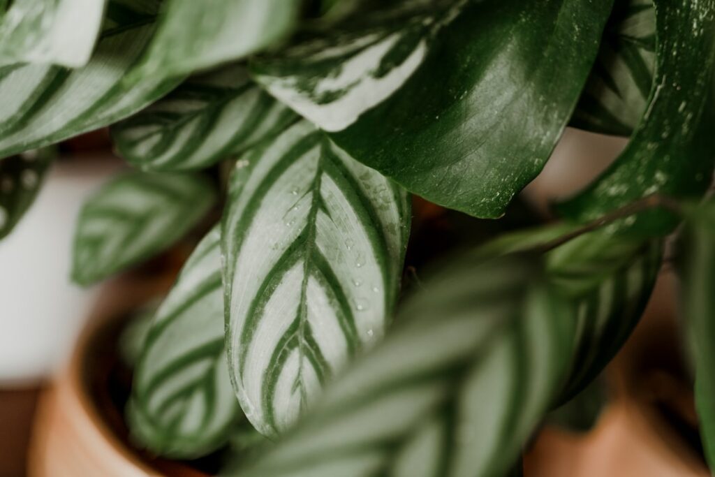 pflegehinweise für calathea: tipps zur richtigen bewässerung, lichtverhältnissen und luftfeuchtigkeit, damit ihre calathea gesund und schön bleibt.