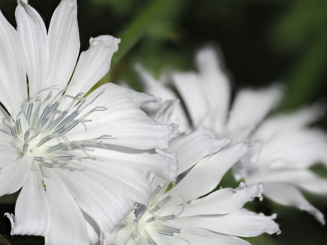 chicorée – ein vielseitiges, gesundes gemüse, das in vielen gerichten verwendet wird und für seinen leicht bitteren geschmack sowie seine ernährungsphysiologischen vorteile bekannt ist.