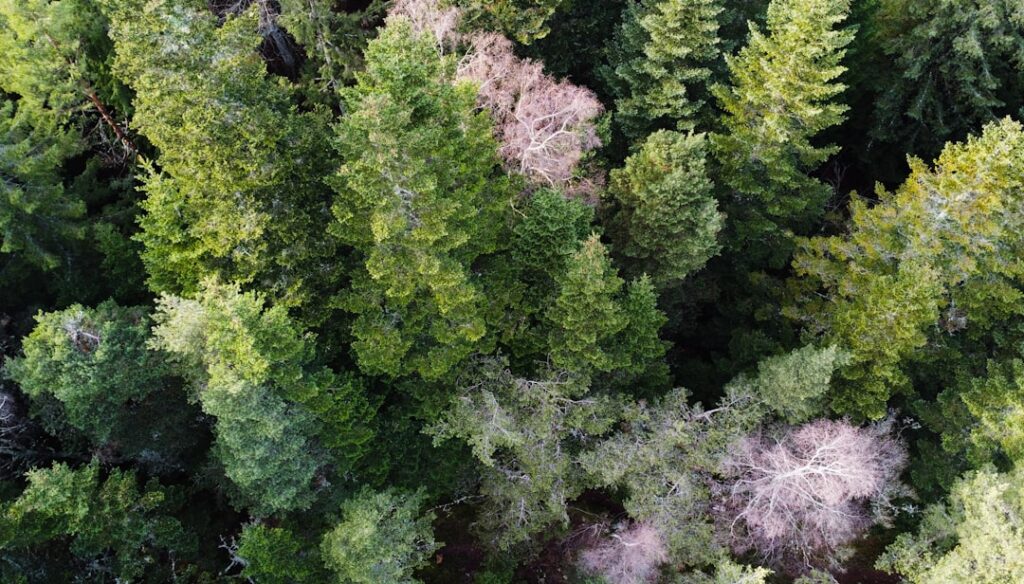 entdecken sie die vielfalt der koniferen: informationen über artenvielfalt, lebensräume und ökologische bedeutung von nadelbäumen.