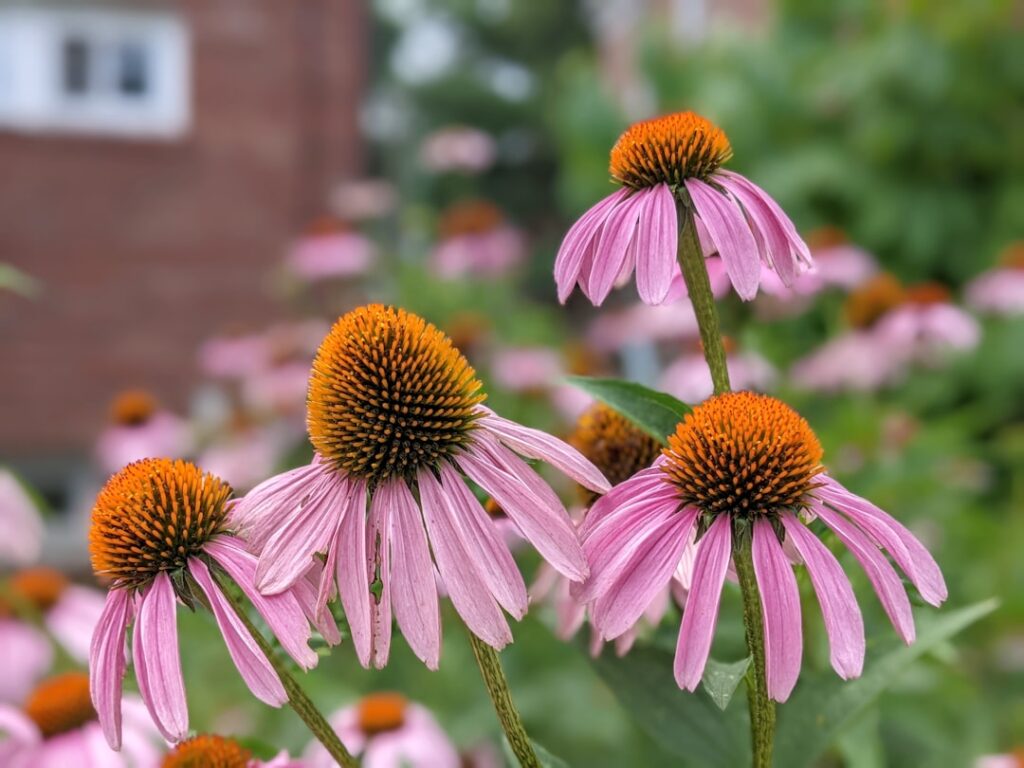 echinacea ist eine heilpflanze, die für ihre immunstärkenden eigenschaften bekannt ist. sie wird häufig zur vorbeugung und behandlung von erkältungen und infektionen eingesetzt.