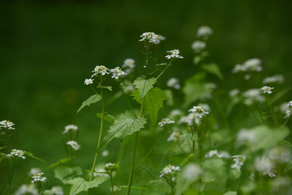erkennen und verwenden von knoblauchsrauke: tipps zur identifikation und praktischen anwendung dieser vielseitigen pflanze.