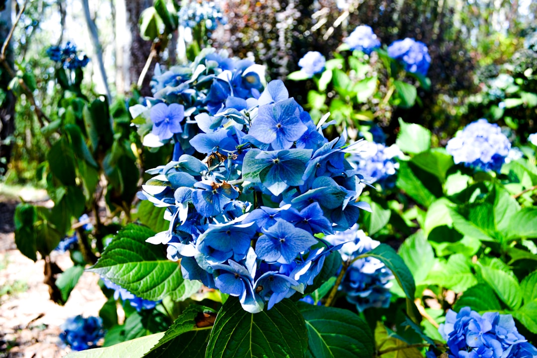 pflegehinweise für hortensien: erfahren sie, wie sie ihre hortensien richtig gießen, schneiden und düngen, um gesundes wachstum und schöne blüten zu fördern.