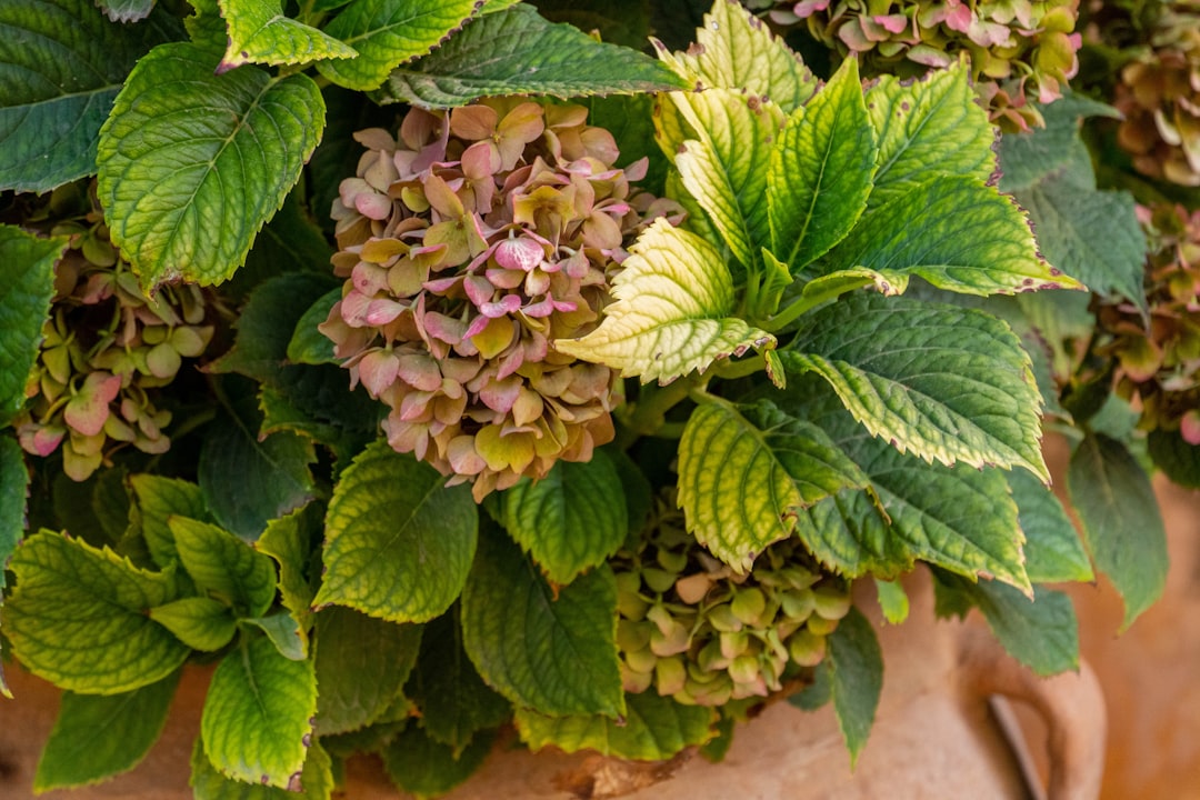 erfahren sie, wie sie hortensien richtig schneiden, um gesundes wachstum und schöne blüten zu fördern. tipps und techniken zur optimalen hortensienpflege.