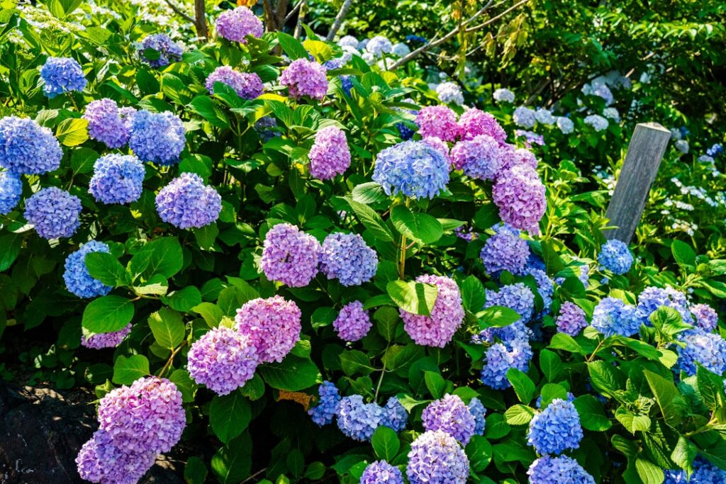 erfahren sie, wie sie hortensien richtig schneiden, um gesundes wachstum und prächtige blüten zu fördern. praktische tipps zur optimalen rückschnittzeit und technik.