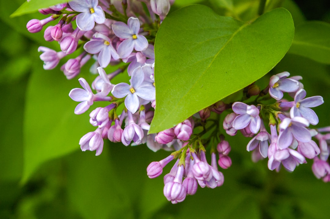 entdecken sie lilac gardening: tipps und tricks für die perfekte pflege von flieder, gestaltungsideen für den garten und alles, was sie über lilien und fliedersträucher wissen müssen.