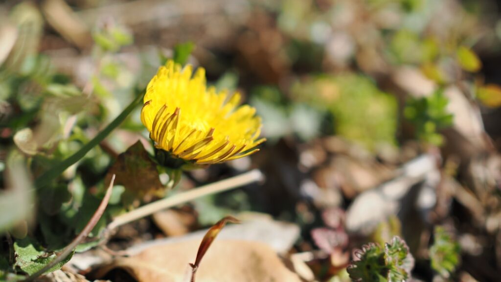 entdecken sie die natürlichen heilkräfte der natur und wie sie ihr wohlbefinden auf natürliche weise verbessern können.
