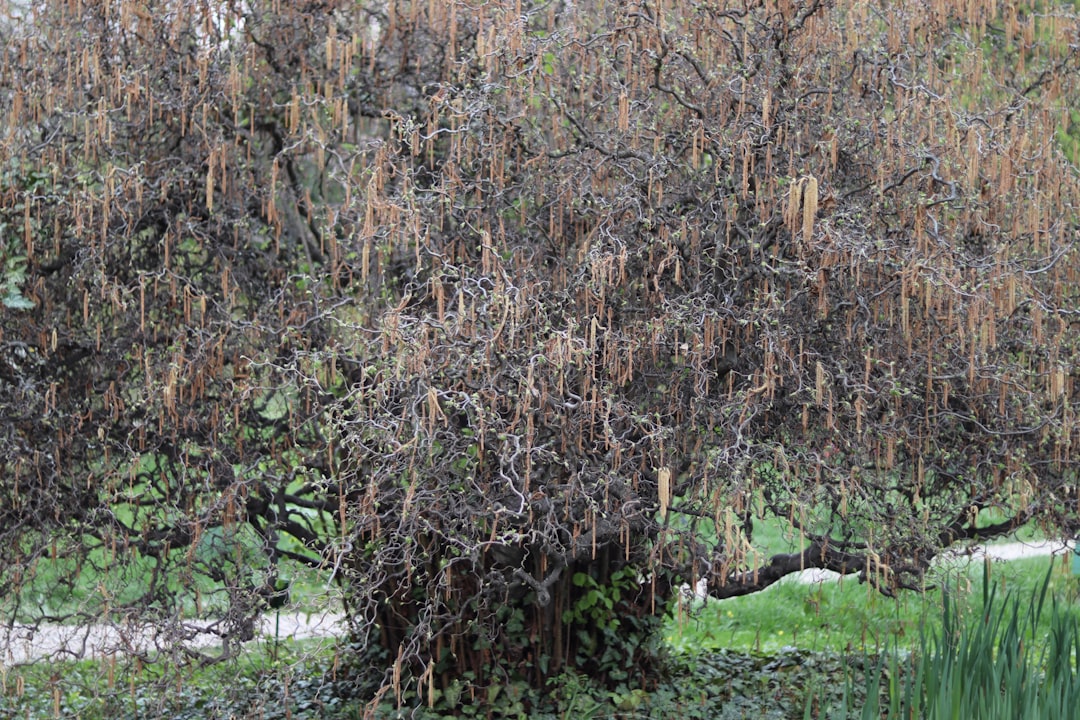 entdecken sie den ältesten baum der welt, seine geschichte, bedeutung und erstaunliche langlebigkeit in unserem ausführlichen artikel.