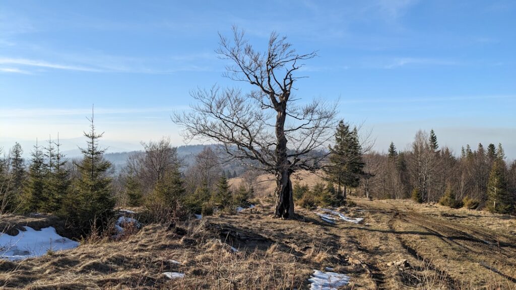 entdecken sie den ältesten baum der welt, seine geschichte, bedeutung und erstaunliche lebensdauer.