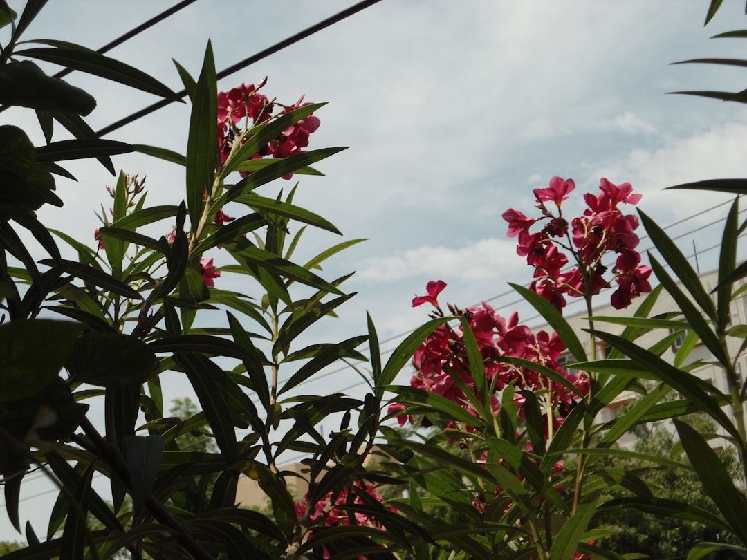 erfahren sie, wie sie oleander richtig pflanzen und pflegen, um gesunde und blühfreudige pflanzen in ihrem garten zu genießen.