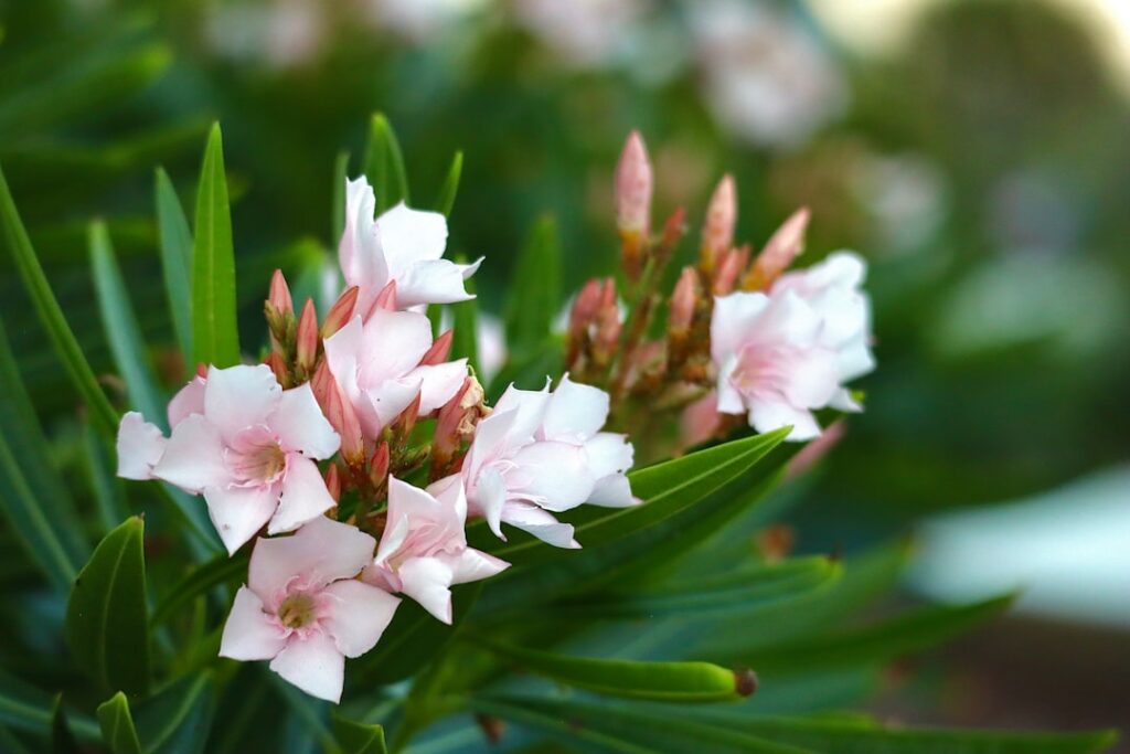 oleander pflanzen und pflegen – tipps zur standortwahl, pflanzung, bewässerung und pflege für gesunde und blühfreudige oleander.
