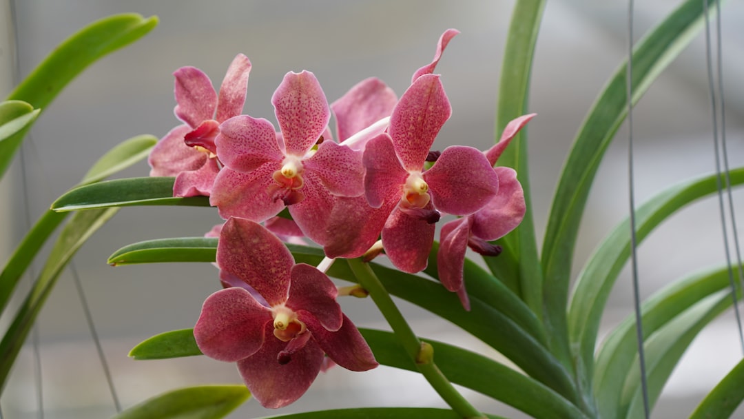 pflegeanleitung für orchideen: tipps zur bewässerung, lichtverhältnissen und düngung für gesunde und blühende orchideen.