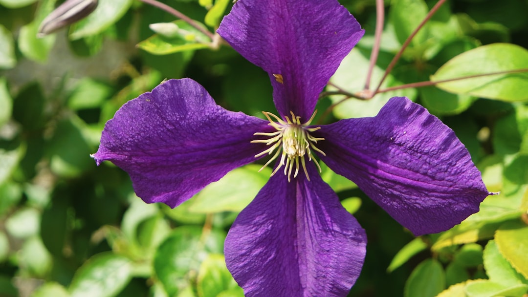 erfahren sie, wie man clematis richtig zurückschneidet, um gesundes wachstum und reiche blüte zu fördern. tipps und techniken für die clematis-schnittpflege.