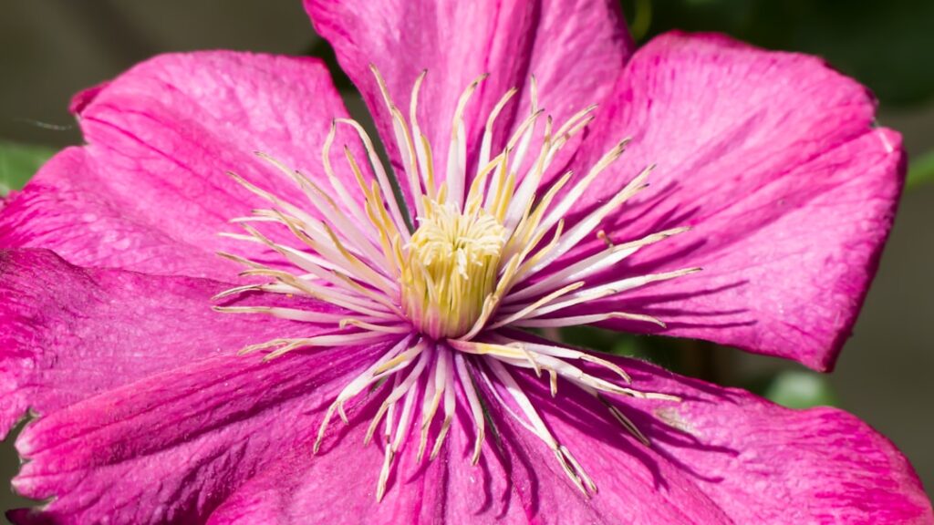 erfahren sie, wie sie clematis richtig schneiden, um gesundes wachstum und üppige blüte zu fördern. tipps zur richtigen schnittzeit und technik für verschiedene clematis-arten.
