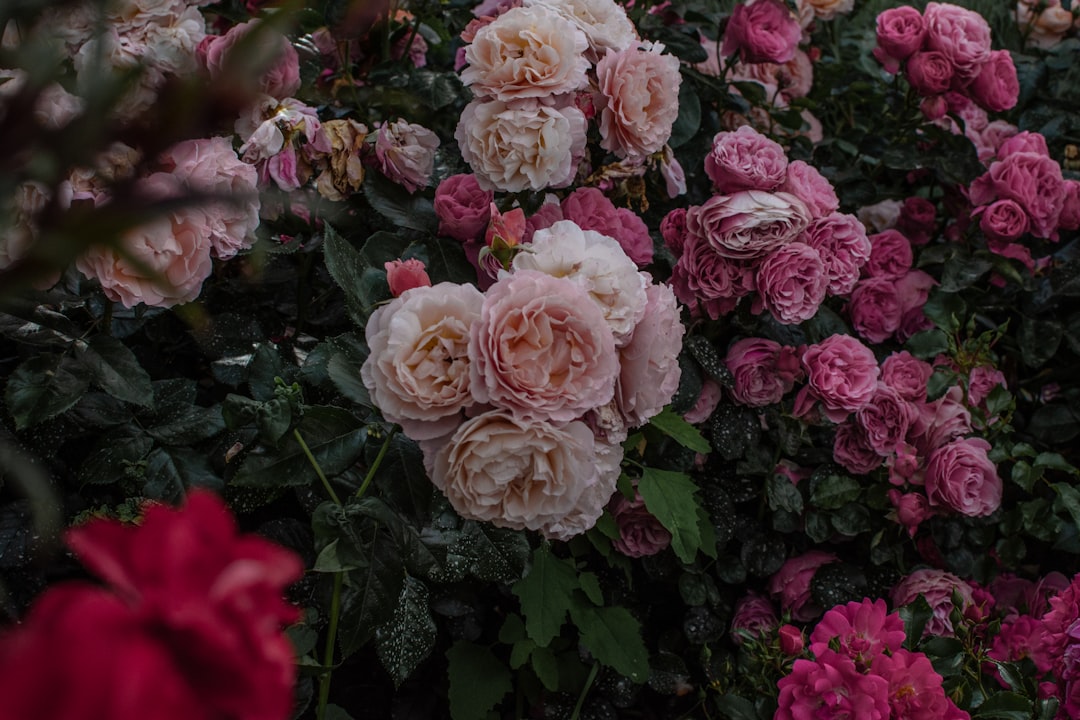 entdecken sie unser prächtiges rosarium, ein paradies für rosenliebhaber mit einer vielfältigen sammlung wunderschöner rosensorten.