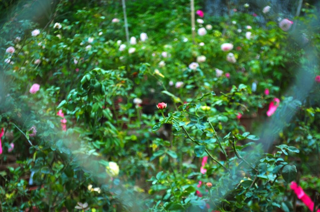 entdecken sie unser wunderschönes rosarium mit einer vielfältigen sammlung prächtiger rosen, perfekt für gartenliebhaber und naturliebhaber.