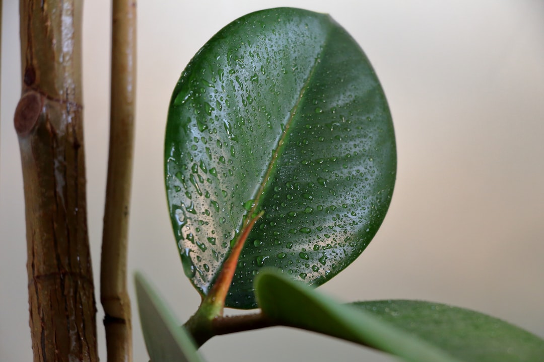pflege der gummipflanze: tipps und tricks für gesundes wachstum und optimale bedingungen zuhause.