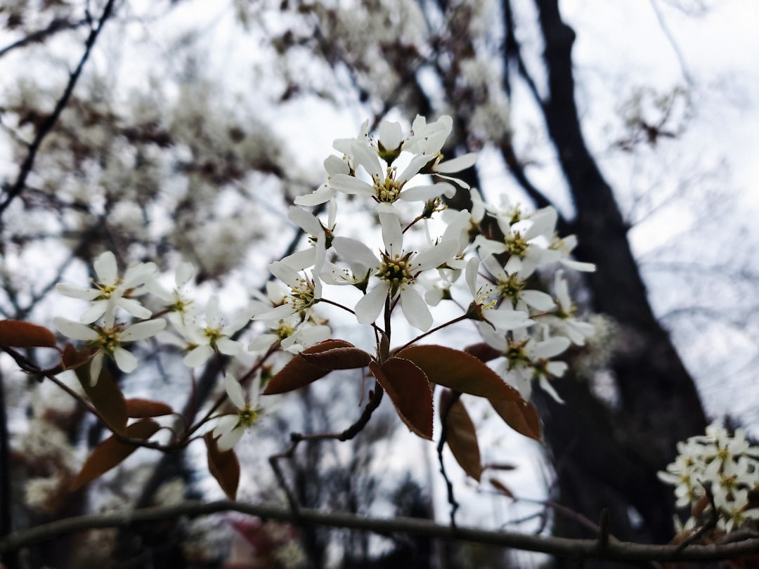 serviceberry: ein vielseitiger, essbarer strauch mit leckeren beeren, ideal für ihren garten und gesunde rezepte.