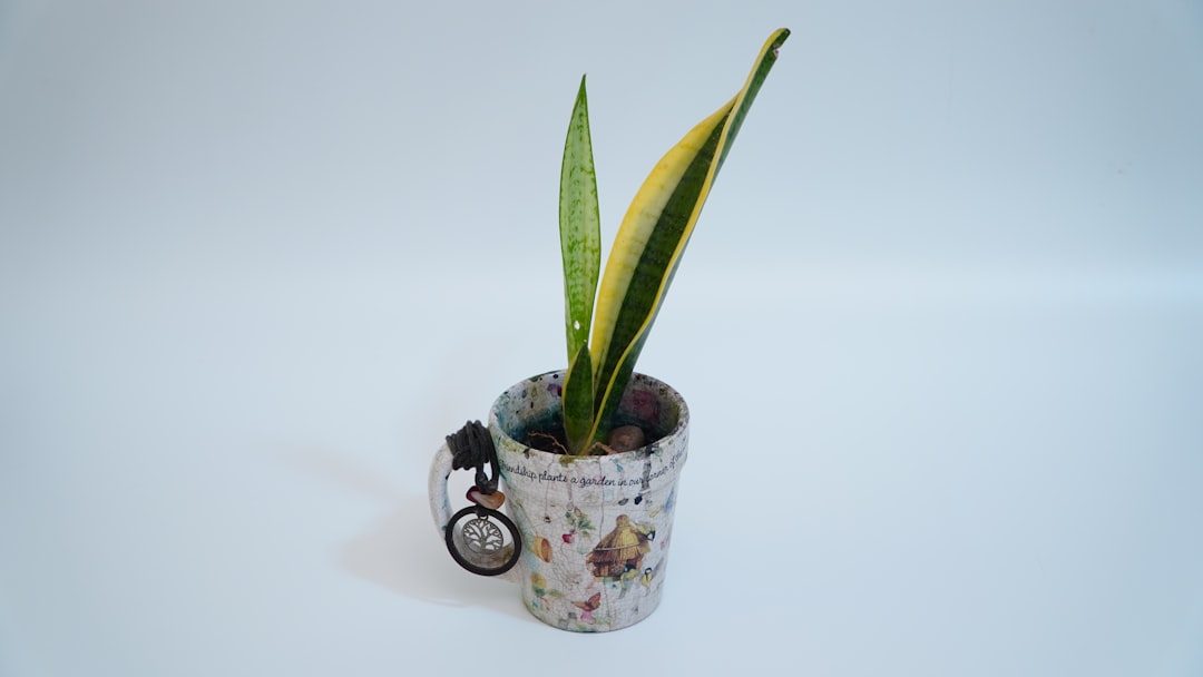 die snake plant ist eine pflegeleichte zimmerpflanze, die für ihre luftreinigenden eigenschaften und ihr modernes aussehen bekannt ist. perfekt für zuhause und büro.