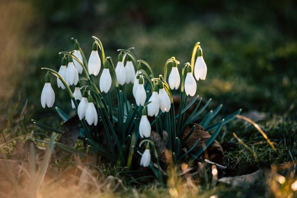 entdecken sie die zarten schneeglöckchen (galanthus), die ersten frühlingsboten, die mit ihren weißen blüten die landschaft verzaubern.