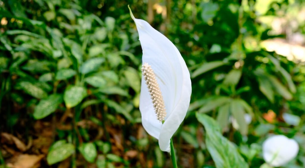 pflegehinweise für spathiphyllum: tipps zur bewässerung, lichtverhältnissen und optimalen bedingungen für ein gesundes und blühendes einblatt.