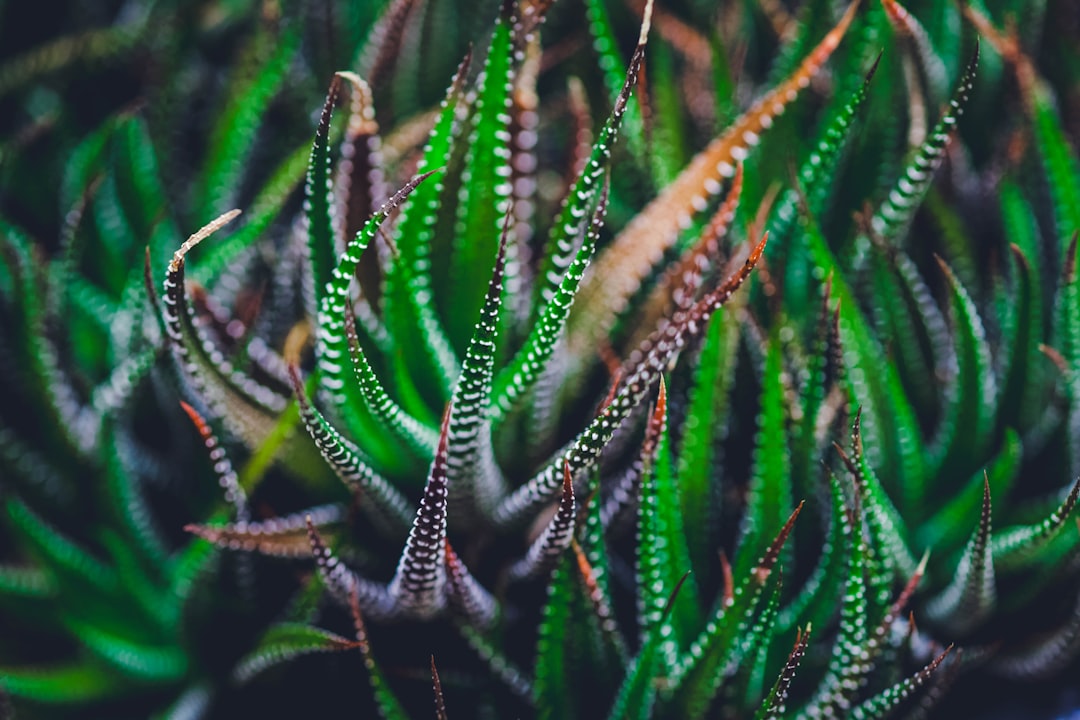 erfahren sie, wie sie sukkulente pflanzen richtig pflegen, um ein gesundes wachstum und eine lange lebensdauer zu gewährleisten. tipps zur bewässerung, lichtverhältnissen und bodenarten.