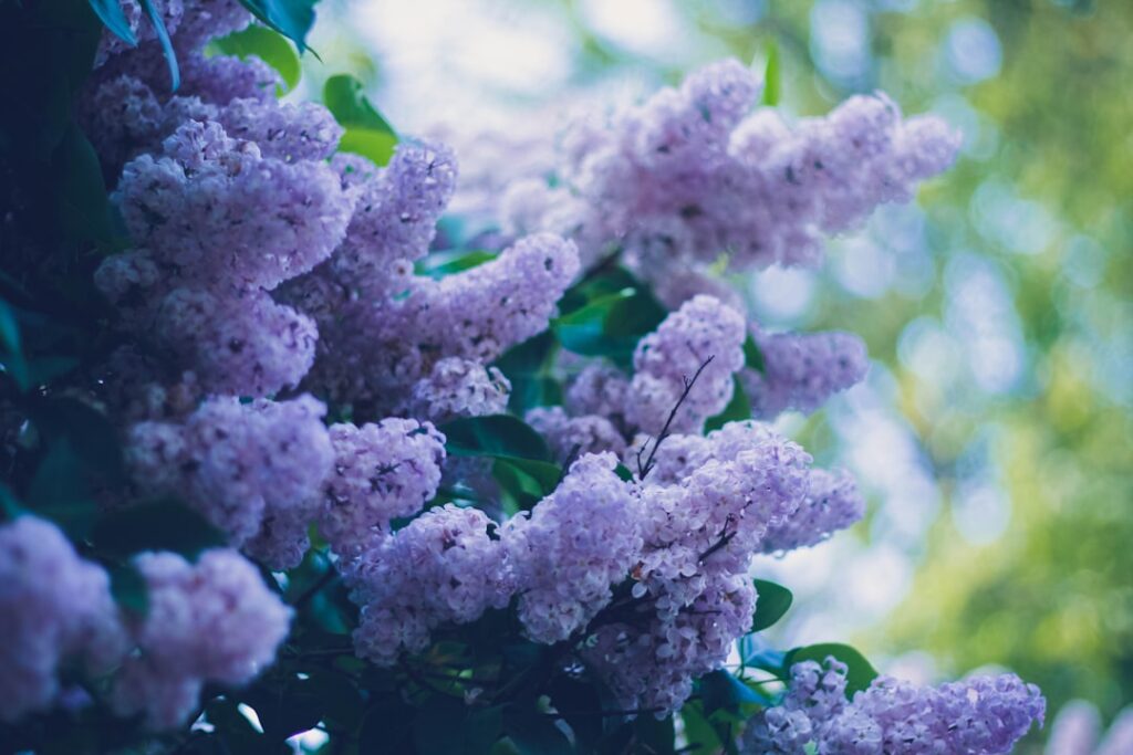 pflege des sommerlilacs: tipps zur bewässerung, düngung und schnitt für gesunde, blühfreudige sommerlilaksträucher.