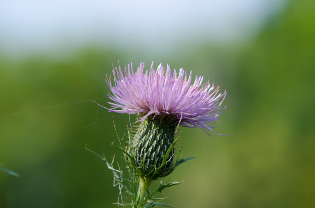 disteln sind robuste wildpflanzen mit stacheligen blättern und leuchtenden blüten, die in vielen landschaften wachsen und eine wichtige rolle im ökosystem spielen.