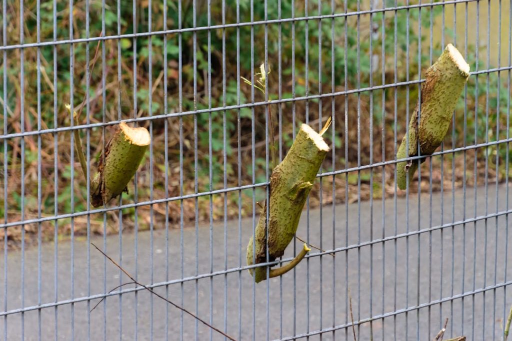 professionelle baumschnitt-dienstleistungen zur förderung eines gesunden wachstums und einer sicheren umgebung. experten für präzisen und schonenden baumschnitt.