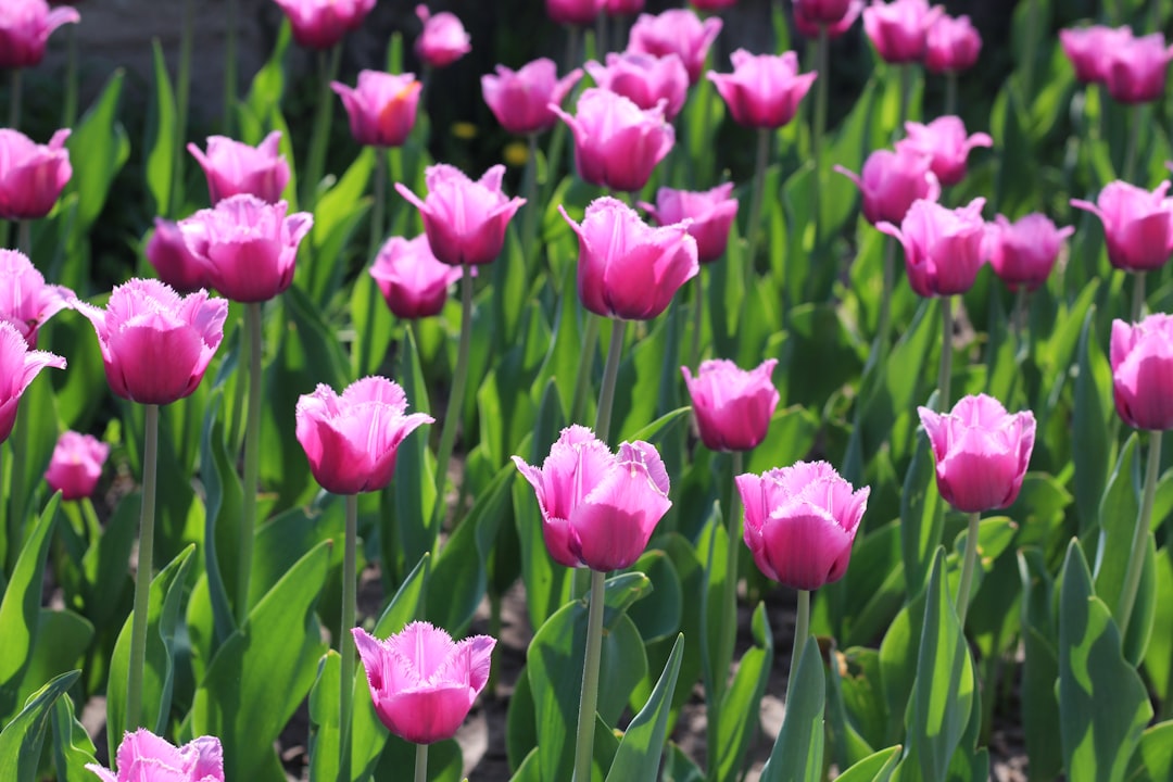 entdecken sie die kunst der tulpenpflege: tipps und tricks für einen blühenden tulpen-garten das ganze jahr über.