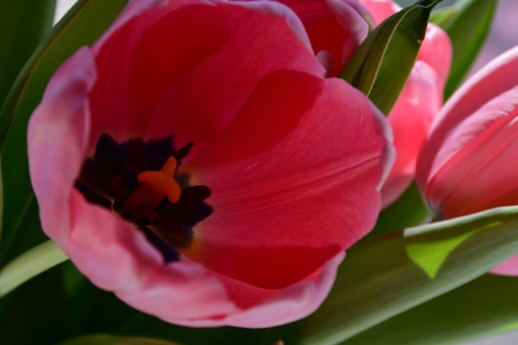 entdecken sie tipps und tricks für das perfekte tulpen-gärtnern, von der pflanzung bis zur blütezeit, um ihren garten in ein farbenfrohes paradies zu verwandeln.