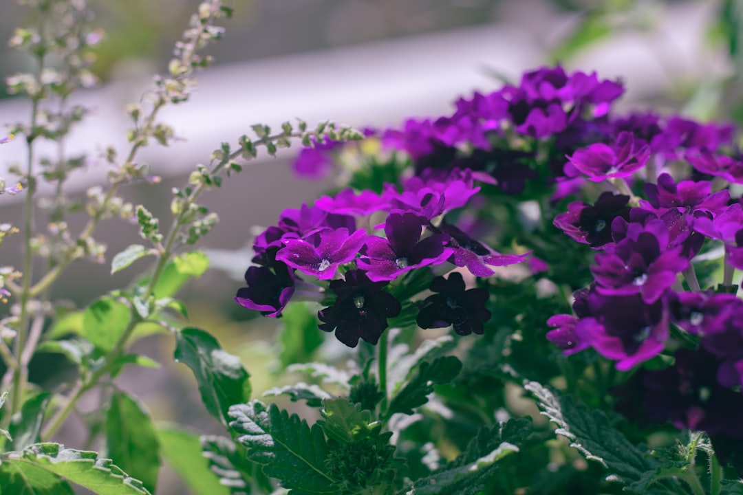 verbena: entdecken sie die vielfältigen vorteile und anwendungen der duftenden verbena-pflanze, ideal für garten und naturheilkunde.